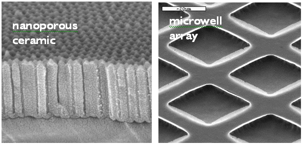 Bioarray_Substrate_SEM